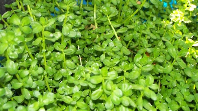 bai-viet/rau-dang-co-tac-dung-gi-mot-so-bai-thuoc-dan-gian-tu-rau-dang.html