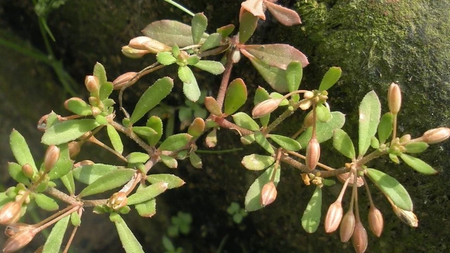 bai-viet/rau-dang-dat-tri-benh-gi-luu-y-khi-su-dung-rau-dang-dat.html