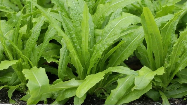 bai-viet/rau-diep-thom-co-tac-dung-gi-thanh-phan-dinh-duong-trong-diep-thom.html