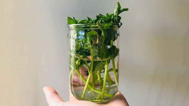 bai-viet/cach-dung-rau-ngo-tri-ho-khong-phai-ai-cung-biet.html