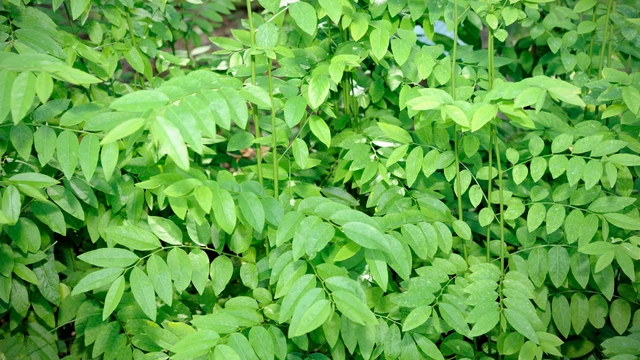 bai-viet/rau-ngot-co-tac-dung-gi-9-loi-ich-khi-an-rau-ngot.html