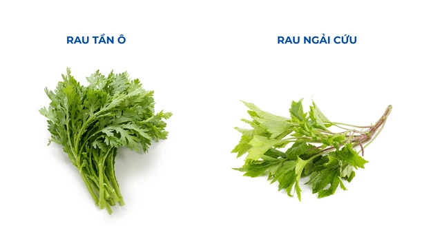 bai-viet/rau-tan-o-co-phai-la-rau-ngai-cuu-khong-phan-biet-rau-tan-o-voi-rau-ngai-cuu.html