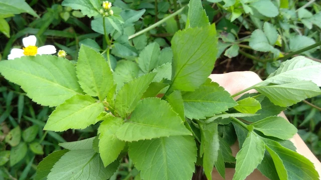 bai-viet/rau-xuyen-chi-xao-toi-co-tac-dung-gi-mot-so-luu-y-khi-an-rau-xuyen-chi.html