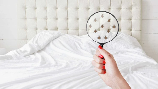 bai-viet/rep-giuong-so-mui-gi-cach-phong-ngua-rep-giuong-hieu-qua-68192.html