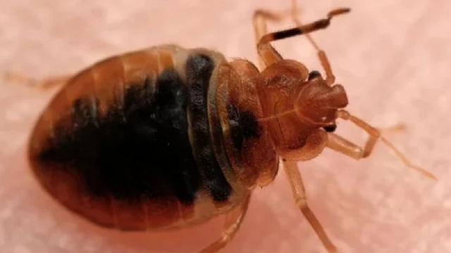 bai-viet/rep-giuong-song-bao-lau-va-cach-diet-rep-giuong-tan-goc.html