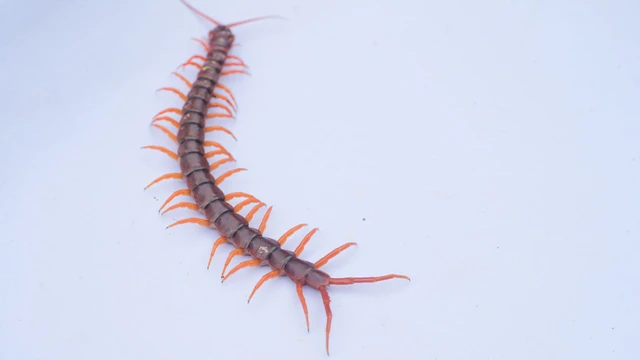 bai-viet/bi-ret-can-boi-thuoc-gi-cach-so-cuu-the-nao.html