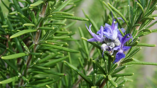 bai-viet/rosemary-la-huong-thao-la-gi-cong-dung-cach-su-dung-va-luu-y-khi-dung.html