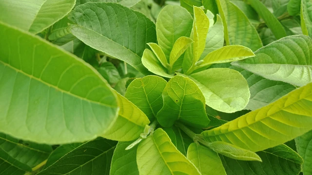 bai-viet/rua-mat-bang-la-oi-co-tot-khong-nhung-tac-dung-cua-la-oi-voi-lan-da.html