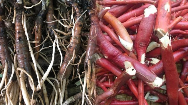 bai-viet/sam-cau-cong-dung-cach-dung-va-luu-y-quan-trong.html