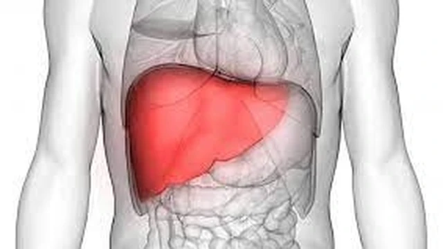 bai-viet/tim-hieu-ve-chuc-nang-cua-gan-trong-co-the-con-nguoi.html