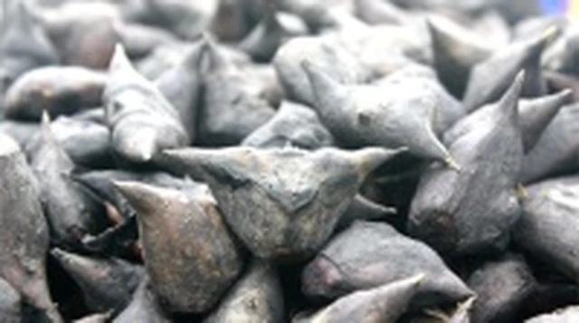 bai-viet/cu-au-tau-co-tac-dung-gi-co-gay-hai-cho-suc-khoe-khong.html