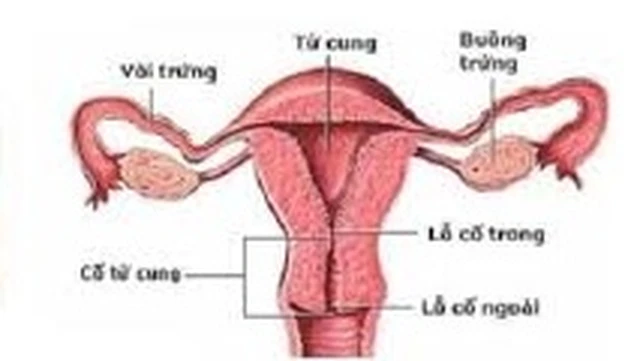 bai-viet/dau-hieu-nhan-biet-co-tu-cung-ngan-la-gi-61516.html
