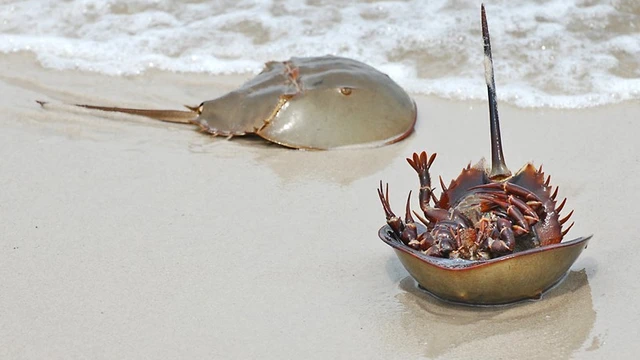 bai-viet/con-so-bien-la-gi-cac-dau-hieu-ngo-doc-cua-so-bien.html