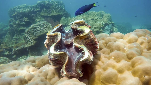 bai-viet/dinh-duong-trong-so-tai-tuong-va-loi-ich-suc-khoe-khong-nen-bo-qua.html