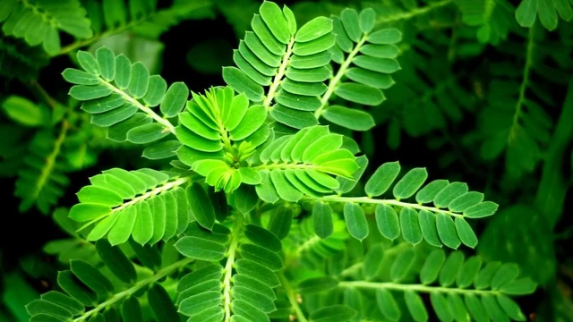 bai-viet/soi-mat-nen-uong-la-gi-de-benh-nhanh-khoi-55534.html