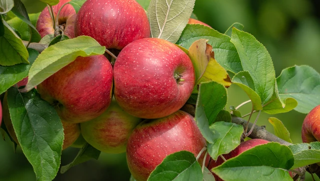 bai-viet/su-dung-tao-the-nao-de-giam-axit-uric-hieu-qua.html