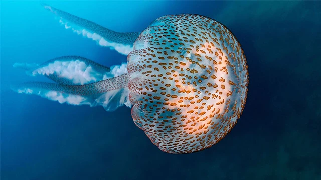 bai-viet/sua-an-song-duoc-khong-thanh-phan-dinh-duong-cua-sua.html