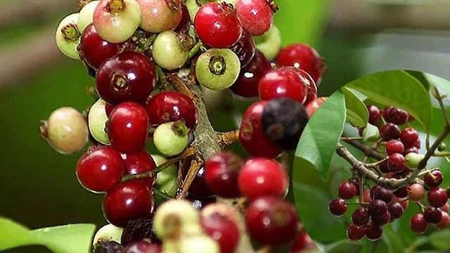 bai-viet/tac-dung-chua-benh-cua-cay-san-thuyen-69367.html