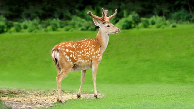 bai-viet/tac-dung-chua-benh-cua-nhung-huou-tuoi-60376.html