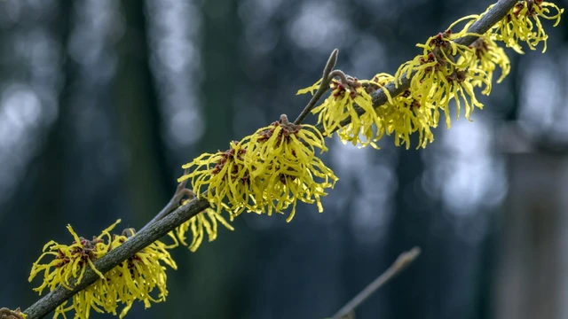 bai-viet/tac-dung-cua-cay-phi-trong-lam-dep.html