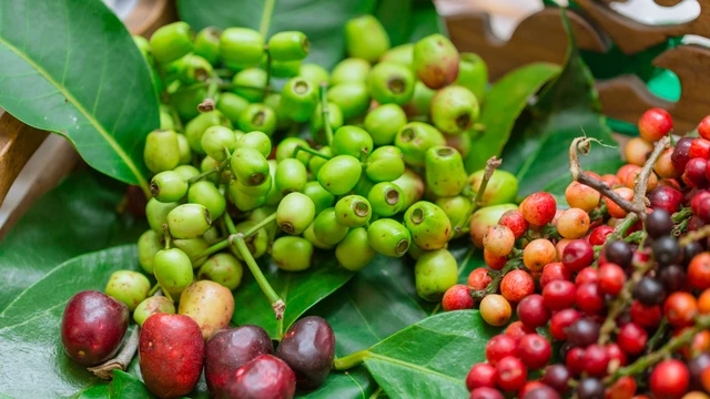 bai-viet/tac-dung-cua-la-voi-doi-voi-suc-khoe-con-nguoi-60308.html