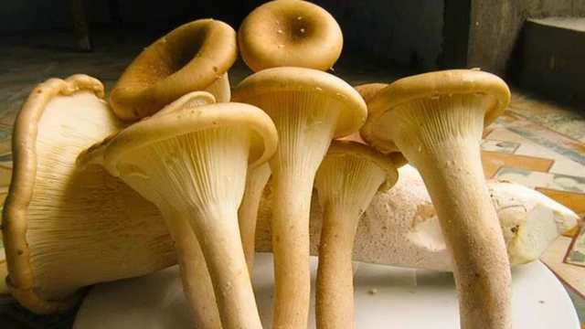 bai-viet/tac-dung-cua-nam-chan-dai-doi-voi-suc-khoe.html