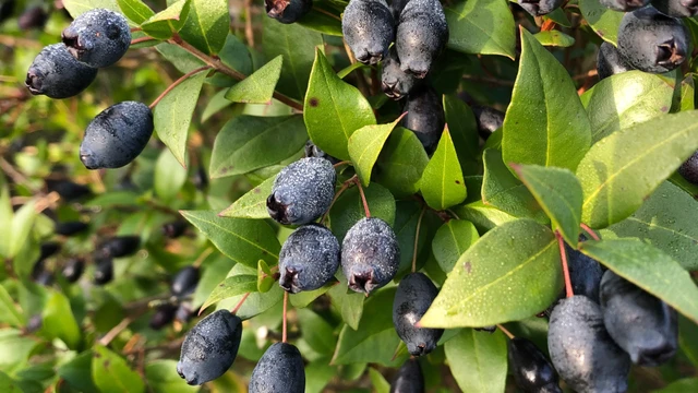 bai-viet/tac-dung-cua-qua-sim-rung-va-cach-su-dung-an-toan.html