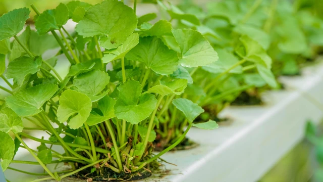 bai-viet/tac-dung-cua-rau-ma-doi-voi-suc-khoe.html