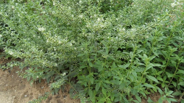 bai-viet/tac-hai-cua-cay-cam-thao-dat-nhung-nguy-co-suc-khoe-can-canh-giac.html