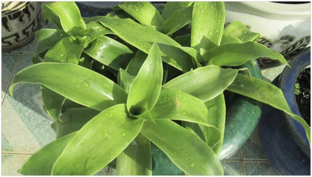 bai-viet/tac-hai-cua-cay-luoc-vang-va-mot-so-luu-y-khi-su-dung.html