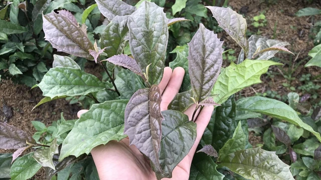 bai-viet/tac-hai-cua-cay-xa-den-la-gi-nhung-ai-khong-nen-dung-cay-xa-den.html