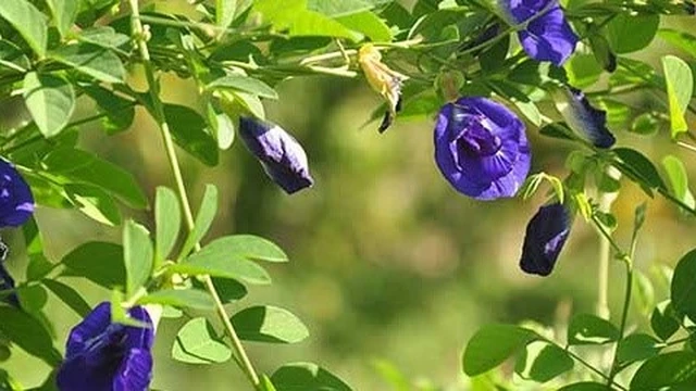 bai-viet/tac-hai-cua-hoa-dau-biec-doc-ngay-de-tranh-ruoc-benh-vao-nguoi-66160.html