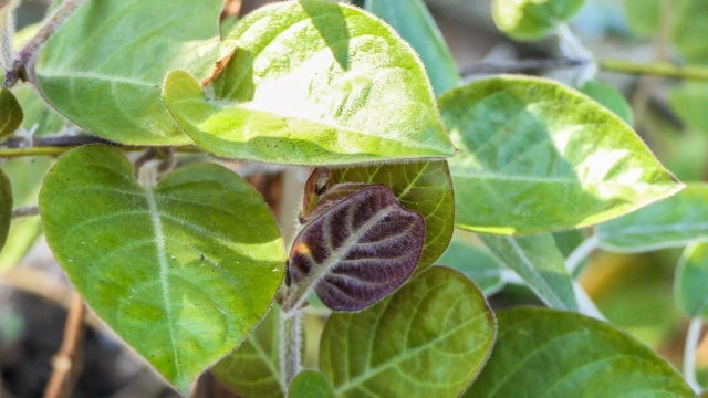 bai-viet/tac-hai-cua-la-mo-long-va-nhung-luu-y-khi-su-dung.html