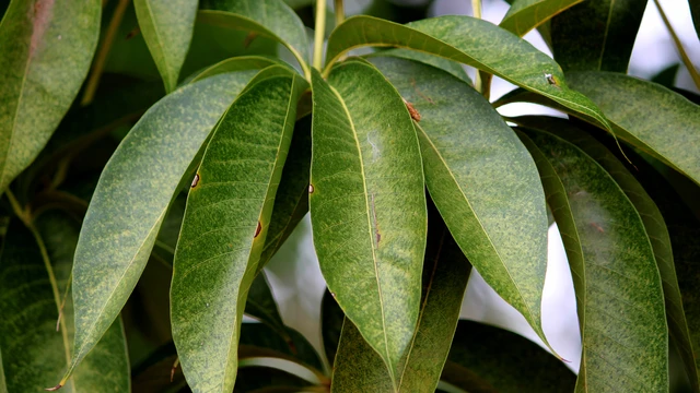 bai-viet/mot-so-tac-hai-cua-la-xoai-va-luu-y-can-biet-khi-su-dung.html