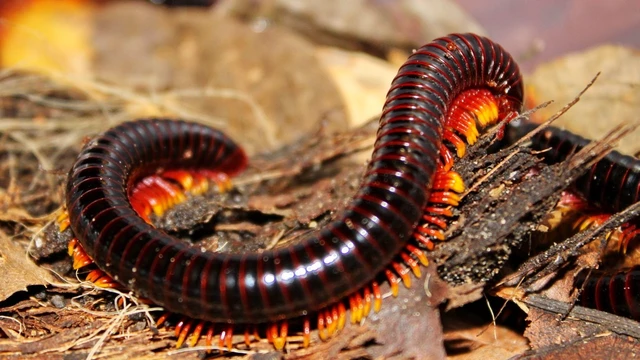 bai-viet/tai-sao-cuon-chieu-bo-vao-nha-cach-duoi-cuon-chieu-ra-khoi-nha-nhanh-nhat.html