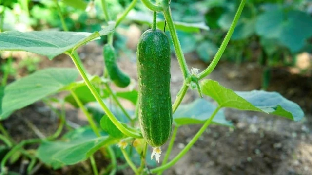 bai-viet/tai-sao-dua-leo-bi-dang-dua-leo-bi-dang-co-doc-khong.html