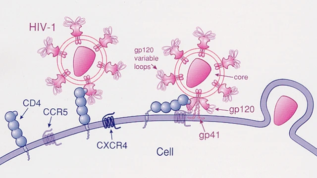 bai-viet/te-bao-cd4-la-gi-vai-tro-cua-te-bao-cd4-la-gi-70115.html