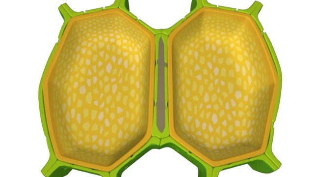 bai-viet/thanh-te-bao-la-gi-cac-dac-diem-cua-thanh-te-bao.html