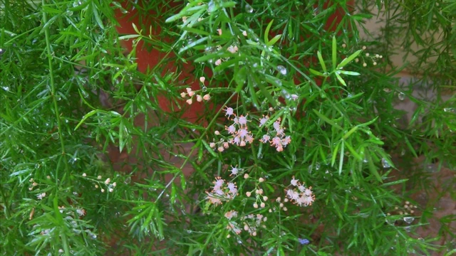 bai-viet/thien-mon-dong-co-tac-dung-gi-mot-so-bai-thuoc-co-su-dung-thien-mon-dong.html