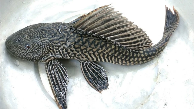 bai-viet/thit-ca-lau-kieng-co-doc-khong-va-cau-tra-loi-tu-chuyen-gia.html