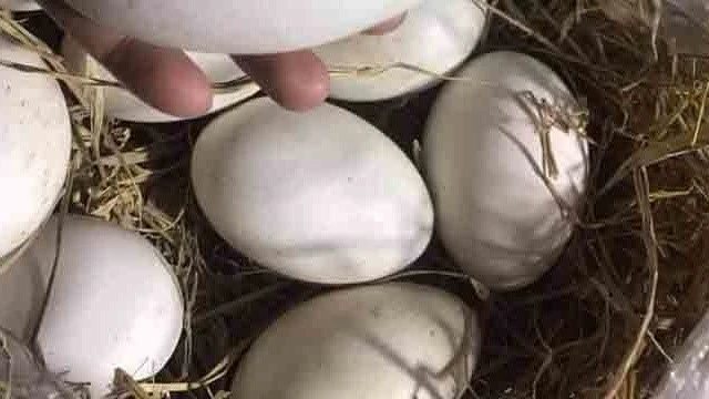 bai-viet/thuc-hu-viec-me-bau-an-trung-ngong-co-tot-khong-65939.html