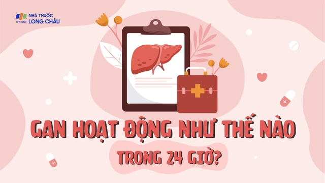 bai-viet/gan-hoat-dong-nhu-the-nao-trong-24-gio.html