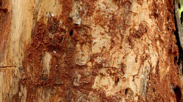 bai-viet/thuoc-diet-moi-co-doc-khong-cach-su-dung-an-toan-va-nhung-dieu-can-biet.html