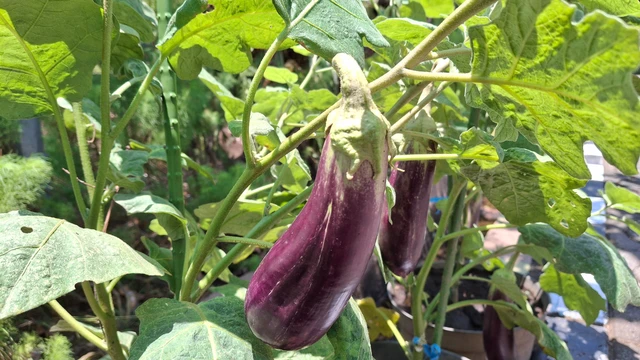 bai-viet/tieu-duong-co-an-duoc-ca-tim-khong-va-tac-dung-cua-ca-tim-voi-duong-huyet.html