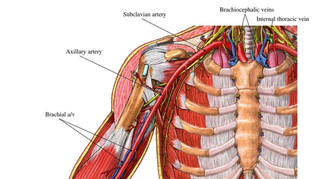 bai-viet/dong-mach-duoi-don-phai-lac-cho-la-gi-anh-huong-nhu-the-nao-den-thai-nhi.html