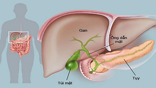 bai-viet/tim-hieu-gian-duong-mat-trong-gan-co-nguy-hiem-khong.html