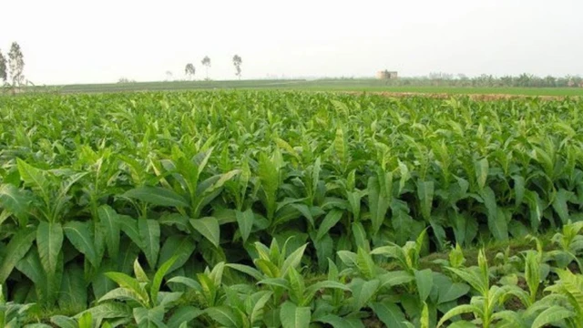 bai-viet/tim-hieu-ve-cay-thuoc-lao-nhung-tac-dung-va-tac-hai-69177.html