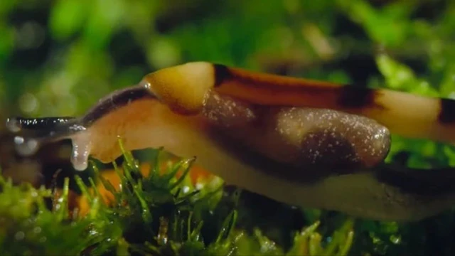 bai-viet/giun-dau-bua-co-doc-khong-tim-hieu-thong-tin-ve-loai-giun-co-xua-con-ton-tai.html