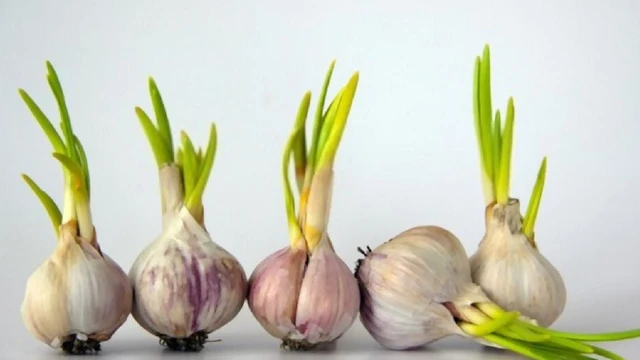 bai-viet/toi-moc-mam-co-an-duoc-khong-nhung-luu-y-khi-an-toi-moc-mam.html