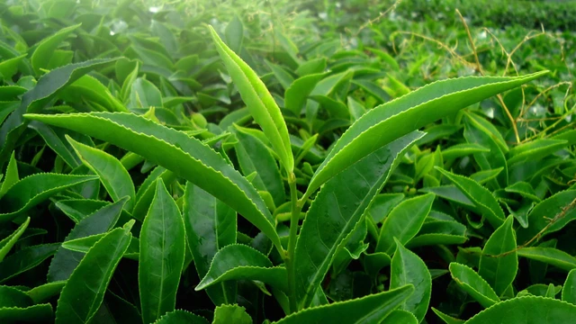 bai-viet/tra-moc-cau-la-gi-tra-moc-cau-co-tac-dung-gi-doi-voi-suc-khoe.html